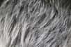 Un stress passager peut dépigmenter provisoirement les cheveux. © Siniehina, Adobe Stock